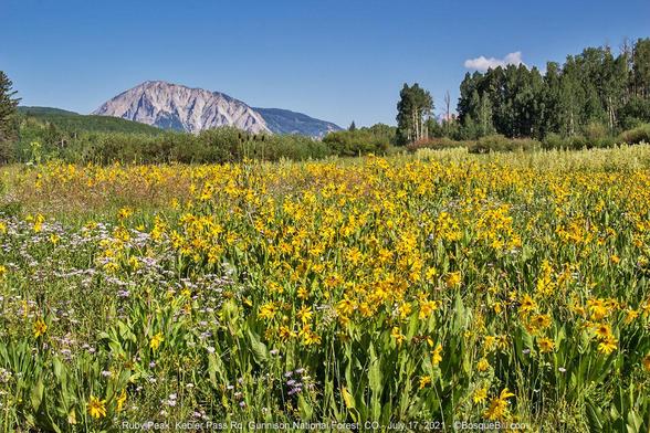 Low angle view across a large meadow of wildflowers, mostly yellow, at an eroded peak showing a shear cliff face of reddish white. Trees line meadow. Blue sky
©BosqueBill.com