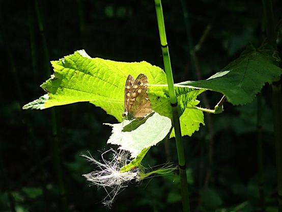 ein brauner schmetterling steht mit fast ganz hochgeklappten flügeln auf einem abschüssigen blatt im sonnenlicht. während das blatt auf dem der falter steht von oben beleuchtet wird und sein grün dadurch hell und etwas blass erscheint, leuchtet die sonne durch das blatt hinter dem waldbrettspiel hindurch, wodurch das grün da knallig und leuchtend ist. all das schwebt vor einem fast schwarzen hintergrund, gestützt von einem schachtelhalmhalm, der die ganze bühnenkonstruktion aber nicht trägt, denn die blätter sind definitiv nicht von schachtelhalm. das sonnenlicht leuchtet genau in den schmalen spalt oben zwischen den flügeln und lässt so die gelben flecken im braunen muster erstrahlen. ganz vorne hängt ein fussel eines flugsamens an der blattspitze und gibt der fast surrealen, wie gestellt ausehenden szene etwas echtheit, die kleine portion unperfektheit.