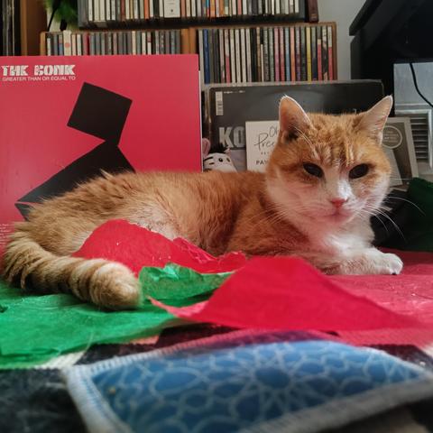 A ginger cat sits in front of a record by The Bonk.
