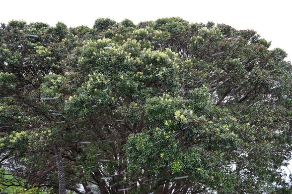 A pōhutukawa tree with streaks (snowflakes) in front of it.