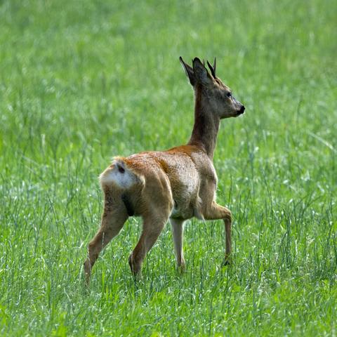 Ein junger Rehbock (Capreolus capreolus) steht auf einer Wiese und läßt gerade etwas fallen. Der Betrachter sieht ihn von schräg hinten.
Das Reh ist die kleinste heimische Hirschart. Rehböcke wiegen bis 20 Kilogramm. Die eleganten Tiere mit den großen Augen und Ohren haben im Sommer ein leuchtend rotbraunes Fell, im Winter ist es ein eher stumpfes Braun. Um den Schwanz und After herum besitzen Rehe einen hellen Spiegel, dessen Haare bei Flucht so gespreizt werden, daß dann das so vergrößerte Feld weiß aufleuchtet. Das kurze Geweih mehrjähriger Rehböcke hat normalerweise nur sechs Enden. Im Gegensatz zu den anderen Hirscharten in Deutschland wird das Geweih im Spätherbst abgeworfen und neu nachgewachsen wird es dann im nächsten Frühjahr gefegt.