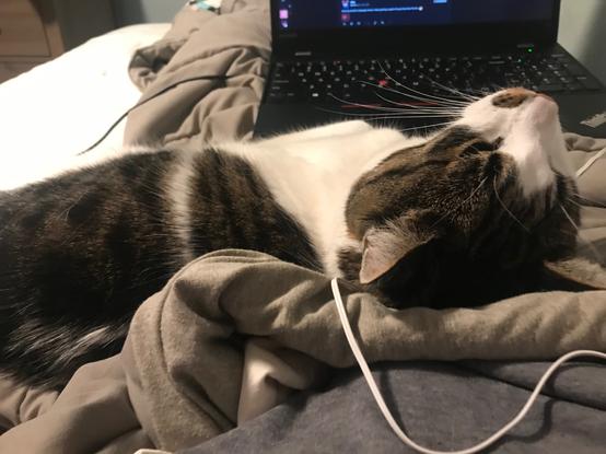 a photograph of a white and tabby brown cat laying horizontally across my leg on top of my blanket in bed whilst i use my laptop. the cat's expression is pure bliss, it is loving the moment and cannot possibly want anything more.