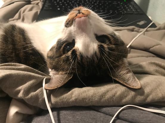 the cat is facing me now and is asking for pets. the face is upside-down with the top of its head pressed against the blanket. give the poor thing some pets!