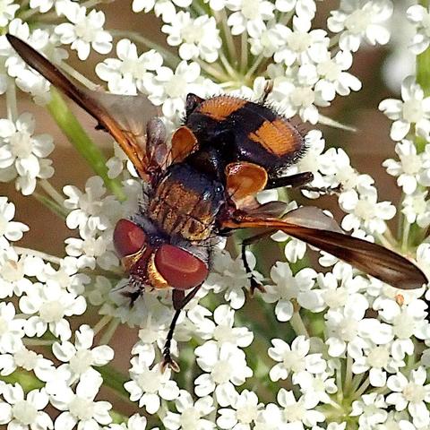 auf den vielen winzige weißen blüten einer wilden möhre krabbelt eine fliege herum. sie hat große rote facettenaugen, einen orange-schwarzen thorax, orange flügelansätze, zwei ziemlich große karamellbraune schuppenartige gebilde hinter den flügelachseln und einen flachen orangen hinterleib mit breitem schwarzen längsstreifen in der mitte. der hinterleib erscheint so von oben betrachtet extrem kurz, weil sie ihn nach unten krümmt. auch die flügel hält sie ungewöhnlich, so verdreht, dass sie senkrecht stehen und dadurch perspektivisch zu dunklen schmalen strichen verkürzt werden