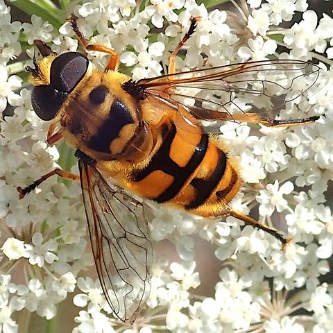 nahaufnahme von einer schwarz-gelben schwebfliege auf den weißen blüten der wilden möhre, rückenansicht. die schwarzen binden am gelben hinterleib haben einen strich nach vorne entlang der mittellinie, sind also T-förmig, um so ausgeprägter je weiter vorne sie sind. der totenkopf auf dem thorax besteht hier mehr aus einem schwarzen batman-logo auf gelbem grund mit 2 schwarzen flecken darüber, die kan man als mund und augen eines totenkopfes ansehen, aber schon eher mit viel fantasie, da der gelbanteil bei diesem exemplar vergleichsweise hoch ist. die enorm großen dunkelbraunen facettenaugen verraten, dass es eine fliege ist, da kann sie noch so sehr mit schwarz-gelber ringelung so tun als sei sie eine wespe oder biene. die fein geäderten flügel sind sehr klar transparent