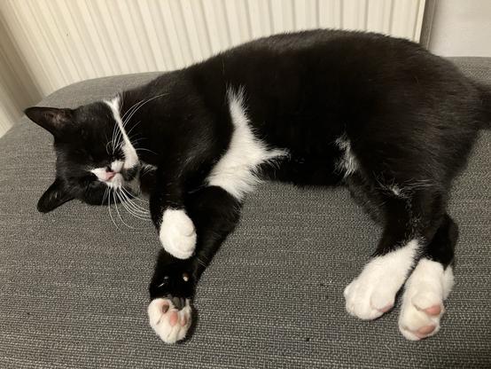 schwarzer Kater mit weißer Nase, Söckchen und Bauchpartie liegt seitlich auf ner Couch, alle viere vor sich gestreckt, Augen zu