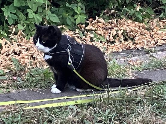 Katzi im Geschirr aufm Gartenpfad guckt mürrisch
