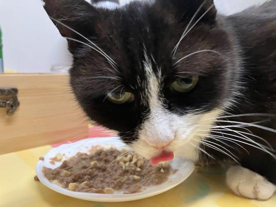 Katzi Čara🐈‍⬛ mitten beim Essen luërt de Pfotographe irritiert aan, hätt dobej de Zung erus un sitt jet lustisch us