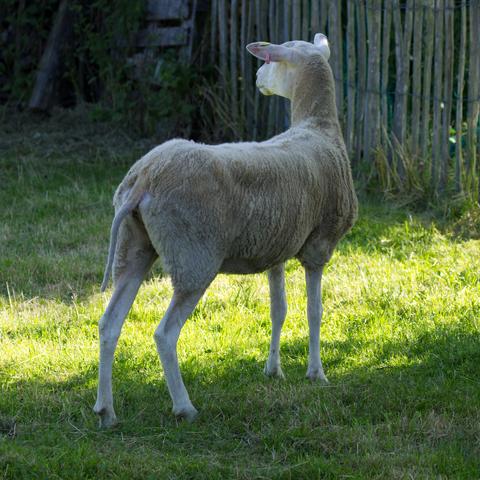 Ein kurzgeschorenes Schaf mit heller Wolle steht auf einer abgegrasten Wiese und schaut sich aufmerksam um. Der Betrachter sieht es von schräg hinten.
Im Hintergrund ein verwitterter hoher Holzzaun.