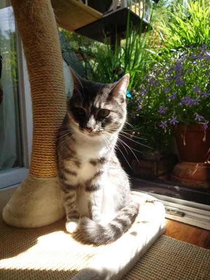 A grey-white Tabby sitting relaxed next to a cat tree, just inside at the opening towarda the balcony, which can be seen behind her, somewhat blurred.
The sun shining on her from the side, leaving half of her face in the shade and the whiskers bright white.