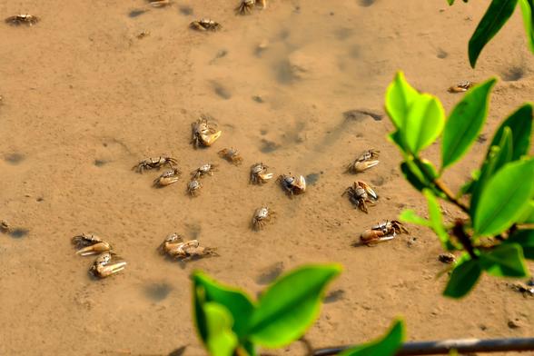 Eine Anzahl Geigenkrabben tummelt sich im bräunlichen Schlamm einer Lagune. Unscharf im Vordergrund die Blätter einer Mangrove.