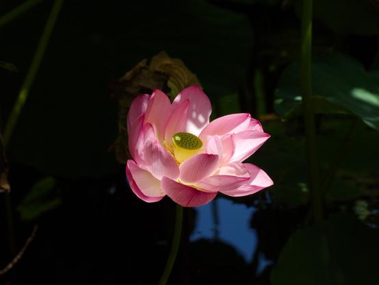 A large pink lotus flower glowing in a sunbeam, open wide and showing a glimpse of the green flat topped carpel and yellow stamen. The broad green leaves and pond around the flower are darkly shadowed by its taller neighbours. A small patch of blue sky reflects dimly on the dark water below.
