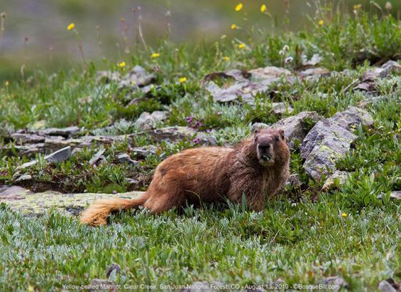 A brown furred mammal related to ground squirrels crosses a rocky grassy meadow.
©BosqueBill.com