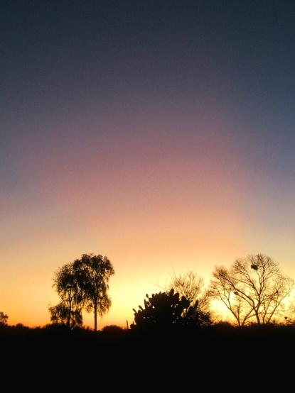 Beautiful gradation of colors - from warm yellow to a dark violet, almost black - in the sky, at Sunset, in the immense plains of northern Argentina, with the silhouette of the trees and vegetation typical of the area.