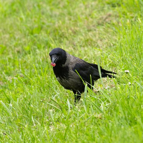 Eine Nebelkrähe (Corvus cornix) marschiert über eine Rasenfläche mit längeren Halmen auf den Betrachter zu. Im Schnabel trägt sie ein rotes Gummibärchen.
Die Nebelkrähe ist ein aschgrauer Vogel mit schwarzem Kopf, Hals, Flügeln, Schwanz und Oberschenkelfedern sowie einem schwarzen Schnabel, Augen und Füßen.