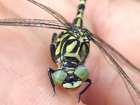 nahaufnahme von kopf und thorax einer mittleren bis großen libelle auf einer hand. der thorax ist mit schwarzen säbel- oder grasblattförmigen streifen auf hellgelbem untergrund gemustert. die beiden sehr großen kugeligen facettenaugen stehen nach oben und seitlich etwas ab und sind hellgrün. der mund darunter ist grünlich-weiß und sieht aus als würde das tier grinsen. die fachwerkartig geäderten transparenten flügel und der lange dünne hinterleib passen nicht mehr ganz ins bild