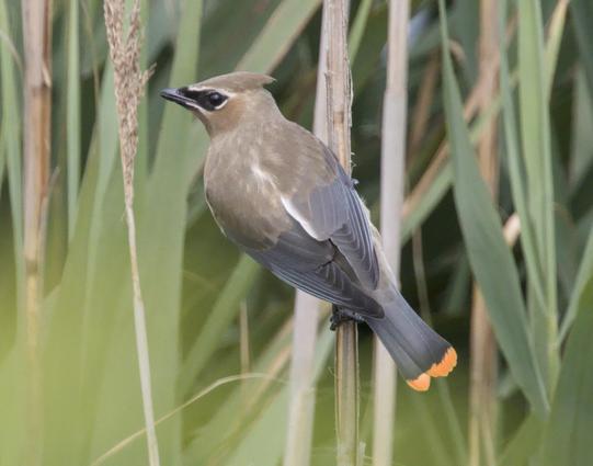 Bird perches on reeds, facing leftward. Most of body is buff-colored and gray, except for black "mask" around eye and orange fringe at tip of tail.