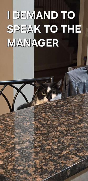 A tuxedo cat sitting on a bar stool, at a bar, with a stern look, staring straight at the camera. The text caption is: I Demand To Speak To The Manager.