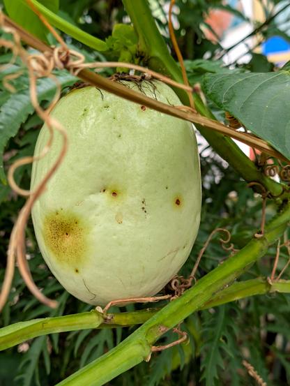 Das Bild zeigt eine große eiförmige Frucht mit hellgrüner Schale, die zwischen den Ranken einer Kletterpflanze hängt.
Die großen, bis zu 30 Zentimeter langen, bis zu 3 Kilogramm schweren, länglichen bis eiförmigen, dünnschaligen, vielsamigen, aromatischen Früchte, Beeren, haben eine grünliche bis gelbe Schale. Das eßbare, feste Fruchtfleisch hat einen mild süßen Geschmack. Die Samen liegen in einem ebenfalls eßbaren, schleimigen, durchsichtigen Arillus. Jüngere Früchte können als Gemüse zubereitet werden.