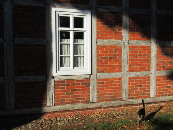Weißes Sprossenfenster aus Holz in einer Fachwerkfassade aus rotem Klinker und naturvergrauten Balken. Unten rechts im Bild ein getigerte Katze.