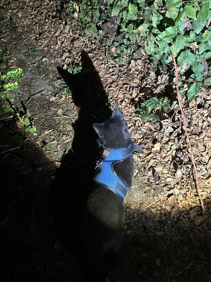 Malik🐈‍⬛ und der von der Taschenlampe geworfene Schatten