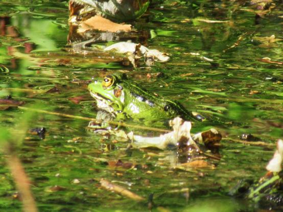 Ein Teichfrosch in und auf seinem Element von der Seite