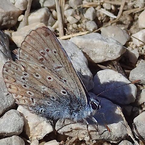 seitenansicht eines kleinen schmetterlings mit hochgeklappten flügeln der auf kies sitzt. der körper und auch teile der daran angrenzenden flügelfläche sind graublau behaart. der rest der flügel ist beige und darüber verteilt sind über ein dutzend kleine weiß umringte schwarze punkte, in zwei linien bzw. bögen angeordnet. das recht große facettenauge ist schwarz, die gestreckten fühler sind geringelt, deren keulenförmig verdicktes ende rostorange