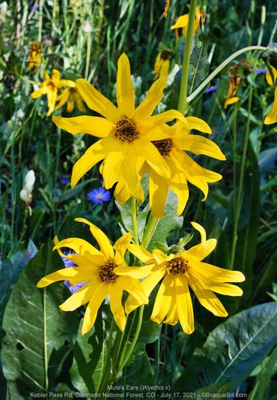Four bright yellow flower heads with radial petals and long spear-like green leaves are in the foreground; behind are others plus blue and white blossoms out of focus.
©BosqueBill.com