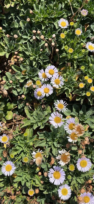 Aufsicht auf eine Pflanze mit dichten kleinen grünen Blättern und Gänseblümchen-Blüten.