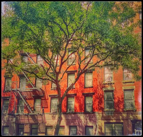 A square color photo of the front of a building with a tree in front of it. It is a thinner trunked tree that goes up in the middle of the photo and branches out into a Y to a full covering of green leaves all across the top. The top of the building is red and the bottom quarter of the building is painted lavender. There are fire escapes going up the left side. The sun is hitting so that all of the leaves and branches on the trees are throwing shadows onto the building. It has a full front of vertical rectangle windows a few feet apart covering the face of the building.