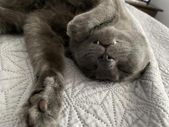 My 1-year old Russian Blue cat splayed out upside-down on a grey quilt. His eyes are closed and his unusually large canines are protruding. One paw is tucked under his chin, while the other proudly displays his toe beans.