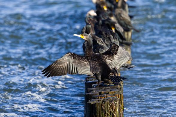Der Betrachter blickt auf eine Buhnenreihe in der Ostsee, die  von ihm wegführt. Darauf sitzt eine Anzahl Kormorane (Phalacrocorax carbo). Nur der erste Vogel ist scharf abgebildet. Er hat seine Flügel zum Trocknen ausgebreitet.
Kormorane sind knapp gänsegroß, sie haben eine Körperlänge von 77 bis 94 Zentimetern und eine Flügelspannweite von 121 bis 149 Zentimetern. Männchen sind etwas größer und schwerer als Weibchen. Der relativ große Schnabel ist wie bei allen Arten der Gattung am Ende hakenförmig.
Im Prachtkleid ist das Gefieder überwiegend schwarz, bei Sonnenschein glänzen die Federn metallisch grün oder bläulich. Die Deckfedern des Oberflügels schimmern bronzefarben und sind glänzend schwarz gerandet, der Oberflügel wirkt daher geschuppt. Scheitel und Nacken sind mit feinen weißen Federn durchsetzt. Am Hinterkopf befindet sich ein Schopf, der durch etwa 4 Zentimeter lange, abstehende Federn entsteht. Am Schnabelgrund befindet sich eine nackte, gelbe Hautpartie, die breit weiß gerandet ist, außerdem zeigt der äußere Schenkelansatz einen weißen Fleck. Die Geschlechter unterscheiden sich bezüglich der Färbung nicht.
Im Schlichtkleid fehlen die weiße Befiederung an Scheitel und Hals sowie der weiße Schenkelfleck. Die weiße Partie am Schnabelgrund ist breiter, schmutzig weiß und weniger scharf vom ansonsten schwarzen Hals- und Kopfgefieder abgesetzt. Der Schopf ist nur angedeutet.