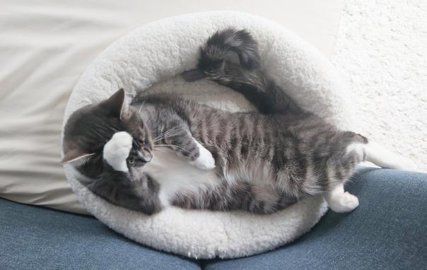 Photo taken from above, where a grey-white Tabby lies on her back, cleaning herself. One of her back legs is pushed against the blue headboard to give her (Hannie) stability. She likes in her white cat bed on a beige sheet and is just rubbing het front paw over het forehead. Her tail is rolled up in a question mark.