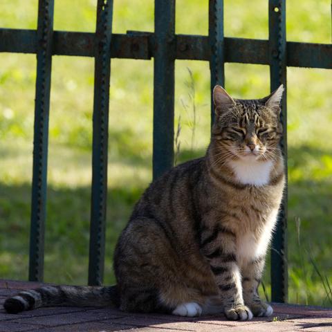 Eine grau-schwarz getigerte Katze mit weißer Kehle sitzt vor einem Metallzaun. Sie schaut in Richtung Betrachter und hält die Augen halb geschlossen.