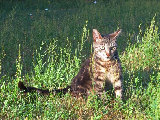 Eine getigerte Katze in einer Grünfläche mit Kleinem Sauerampfer
