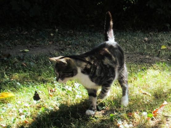 Eine getigerte Katze interessiert sich für einen Admiral auf einer Grünfläche.