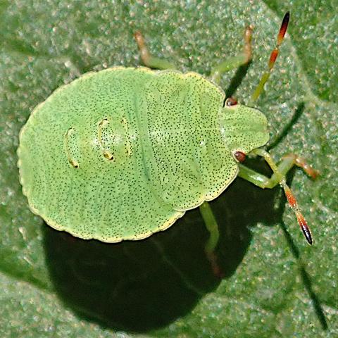 auf einem grünen blatt krabbelt ein heller grünes insekt im sonnenlicht herum. es hat die form eines druckknopfes, fast ganz rund, nur da wo der kopf ist, ist so etwas wie eine leichte spitze, der steht etwas heraus. da am übergang, in den ecken, sitzen die braunen augen. ansonsten ist alles gleichmäßig frühlingsgrün wie ein frischer blattrieb, dabei mit winzigen schwarzen pünktchen durchsetzt. am rand wird das grün heller, gelber. die spitzen der fühler, die vom kopf seitlich abstehen und die füße sind rot.