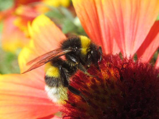 Eine Erdhummel von der Seite, die an einer Kokardenblume rüsselt.
