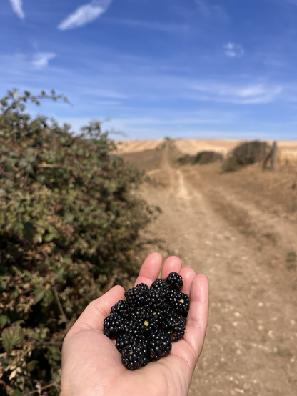 Im Vordergrund eine Hand voller Brombeeren, im Hintergrund links Brombeerbüsche und ein Wanderpfad in kahler Landschaft.