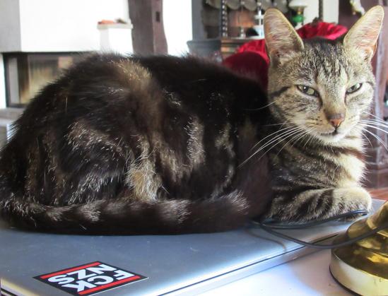 Eine getigerte Katze liegt auf einem Laptop. Der hat einen Aufkleber:
FCK
NZS