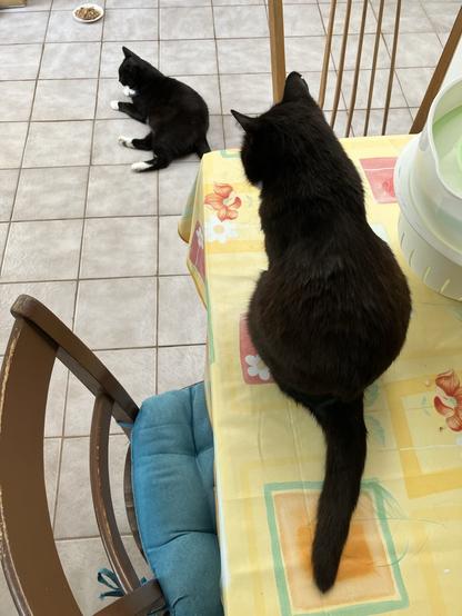 Čara🐈‍⬛ sitzt auf dem Tisch beim Pfotographen, man sieht nur ihren Rücken als Klischeesilhouette; sie schaut gen Boden, wo am oberen Bildrand Malik🐈‍⬛ aufm Boden liegt, weißbesockte Pfoten ausgestreckt, und seinen Essensteller ignoriert.