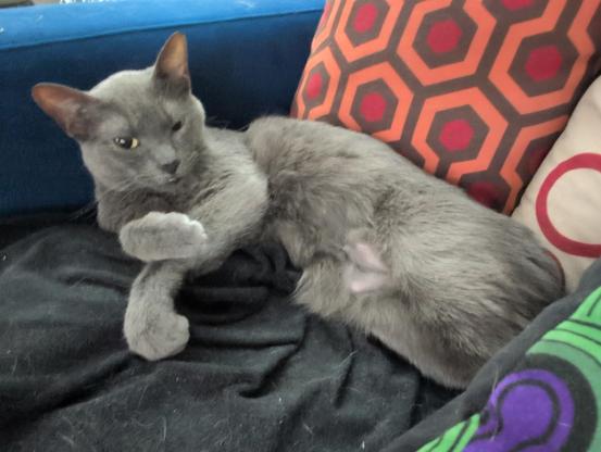 blue/silver cat lying on blue couch with pillows