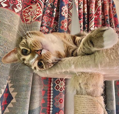 A cute orange, black and tan tabby with white chin and neck and a white stripe down her nose, is reclining on the platform of a cat tree, her head cutely almost upside down with one ear trapped under it and her eyes wide and dark, looking toward the camera. One cute white paw is visible.