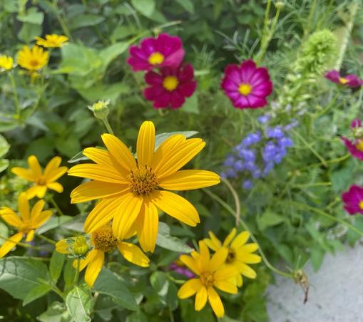 Deep yellow daisy-like flowers in the foreground, deep pinkish-red cosmos flowed behind them and a stem of blue lobelia flowers near them, all against variously shaped very green leaves. Food for the eyes.