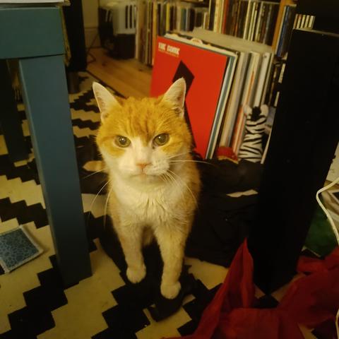 A ginger cat looks up intently to camera.