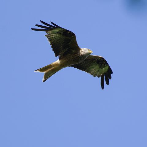 Das Bild zeigt einen fliegenden Rotmilan (Milvus milvus). Der Betrachter sieht ihn von schräg unten vorn gegen den blauen Himmel.
Der sitzende Vogel wirkt rötlichbraun, wobei eine deutlich hellere, meist ockerfarbene Federsäumung vor allem der Deckfedern des Oberflügels und des Rückengefieders einen kontrastreichen Gesamteindruck vermittelt. Das Kopf-, Nacken- und Kehlgefieder erwachsener Rotmilane ist sehr hell, fast weiß und weist auffallende schwarze Federnschäfte auf, die diese Körperpartien schwarz gestrichelt erscheinen lassen. Der ziemlich kräftige Schnabel ist an der Basis gelb, am Schnabelhaken dunkelgrau oder schwarz. Die kurzen Beine sind gelb, die Krallen schwarz. Die Iris erwachsener Vögel ist blaßgelb. Das deutlich schwarz längsgestrichelte Bauchgefieder ist etwas heller und leuchtender rötlichbraun als das Rückengefieder; ebenso gefärbt sind die Unterflügeldeckfedern. Die Arm- und Handschwingen sind an ihren Enden sehr dunkel, fast schwarz.
Im Flug fallen vor allem die langen, relativ schmalen Flügel und der tief gegabelte, rostrote Schwanz auf. In der Oberansicht kontrastieren die schwarzen Arm- und Handschwingen stark mit dem übrigen, rötlichbraunen Gefieder. Noch kontrastreicher ist das Flugbild von unten, da die Handschwingen an der Basis weiß sind und ein ausgedehntes weißes Flügelfeld bilden, während im Flügelbug meist ein schwarzes Abzeichen zu erkennen ist. Die äußersten, tief gefingerten Handschwingen sind in ihrem letzten Drittel schwarz.