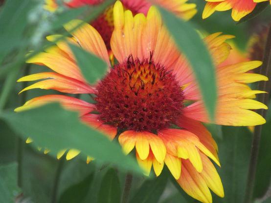 Blüte der Kokardenblume