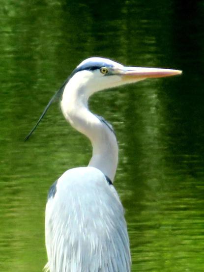 The photograph shows, next to the water of a river, a Grey Heron with its long neck in the shape of the letter "S", its grey, black, and white plumage, and a dagger-like bill used to catch fish.