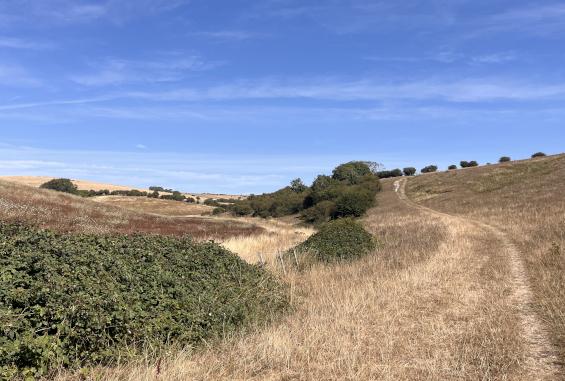 Sonnige Hochsommer-Landschaft mit links Brombeerbüschen, weiter Aussicht auf augetrocknete Hügel, ein wenig grünen Büschen, rechts einem Fußpfad.