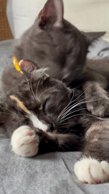 A grey cat is licking the head of their more tourist-shell sibling, while they sleep.